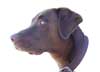 Brown Dog Jeep Parts